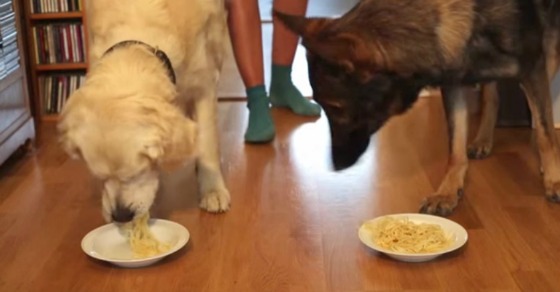 Spaghetti Eating Contest Dogs Spaghetti Eating Contest Dogs